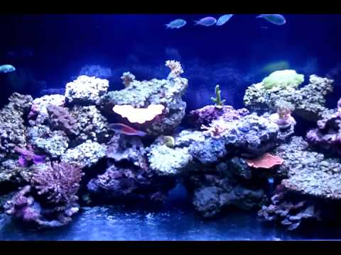 how to eliminate nitrates in aquarium