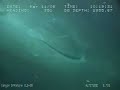 Whale at ocean floor in sub(not the whale the camera) Whale at ocean floor in sub(not the whale the camera)
