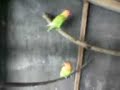 Love bird