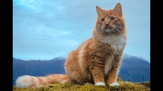 Norwegian Forest Cat Primus Likes Hiking