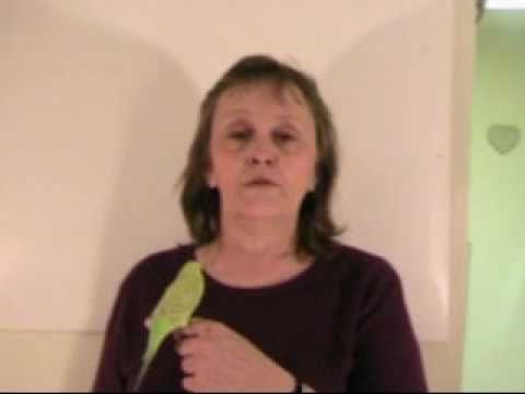 how to train indian parrot