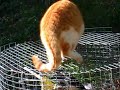 Pies et chat � chateauneuf de Gadagne 2008