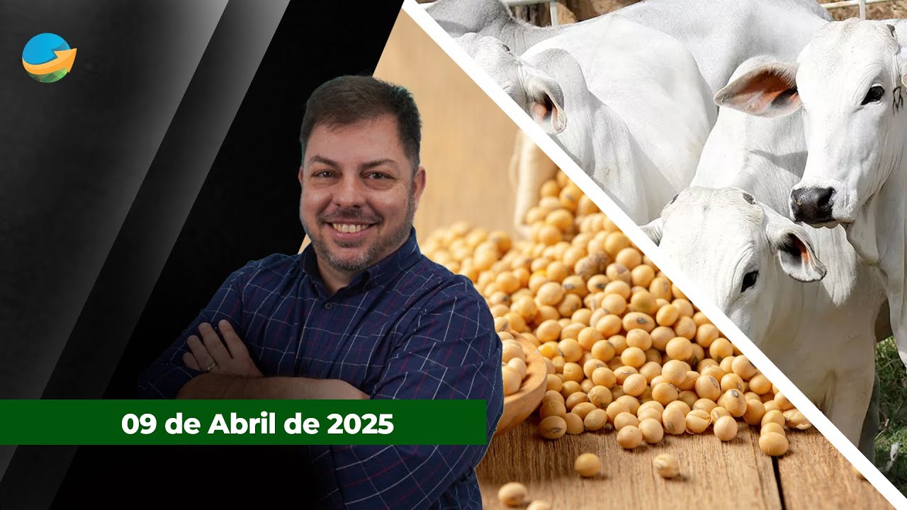 Nova rodada de alta para o boi gordo com arroba subindo nas principais regiões pecuárias; Soja te...