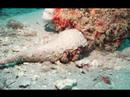 SFSS Dive Pictures