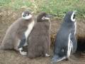 Antarctica 08: .Punta Arenas and the Magellanic Penguins.
