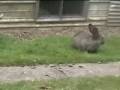 videos de Close Encounter with a Wild Rabbit