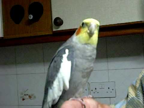Bekijk hier de video