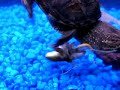 Common snapping turtle eating frog (graphic)