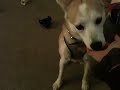 I uploaded a YouTube video -- Kira time http://youtu.be/5pUF0e0C7GQ?a