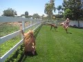 Cartwheel Contest