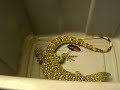 Nile Monitor Lizard