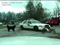 Bull Dog VS Cop Car Winston The Cop Hater and Bumper Lover