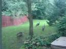 hejlik backyard turkeys