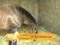 haras de ulzama   documental parte1