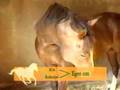 Haras de Ulzama - Documental parte1