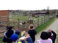 Douglas Primary Meet Darren the Goat at White Post Farm Douglas Primary Meet Darren the Goat at White Post Farm