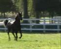 Music by t.A.T.u.Video by cavallerizzaVids by pro-stallions, jumping video and more...