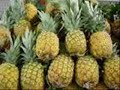 Pineapples