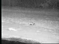 8.4.07 8.16pm Duiker getting a drink