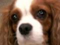 Cavalier King Charles Spaniel video