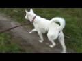 videos de 紀州犬の散歩旅53