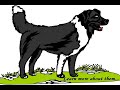 Border Collie Training Border Collie Training