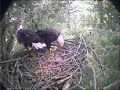 Bald Eagle Nest Building