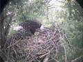 Bald Eagle Nest Building