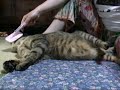 tsuneo puts up his leg 