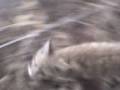 videos de Kotek maly
