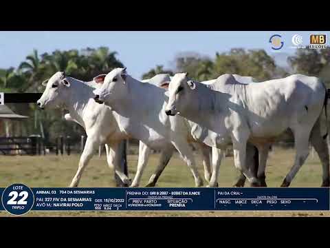 1� DE OLHO NA FAZENDA NELORE SESMARIAS