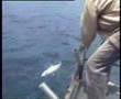 瓜拉尼亚深海马鲛之战 / Deep Sea Fishing