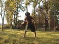 Poplar Tree Cracks Down Poplar Tree Cracks Down