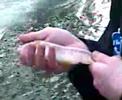 Fishing-catching brown trout 2