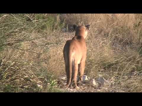 mountain lion