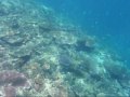 Castaway Island Resort, Fiji- Snorkeling - YouTube