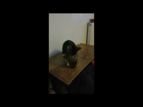 makithecat - Our Lovely Cat MAKI Duelling with a Glass of Water.