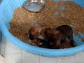Female Fawn Boxer