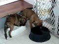 Female Fawn Boxer