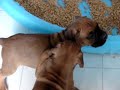 Female Fawn Boxer
