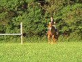 Lantus Z Jumping 5\ Lantus Z Jumping 5\