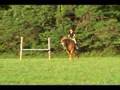 Lantus Z Jumping 5'