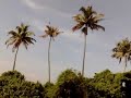 Kumarakom backwater