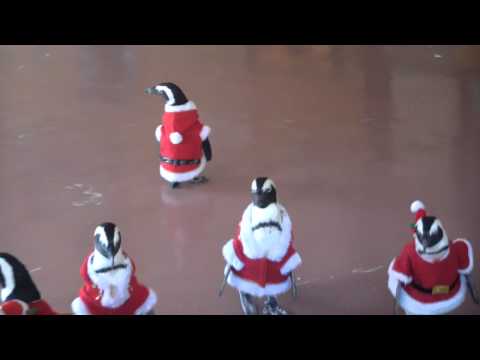 Pingüinos ya celebran la Navidad vestidos de Papá Noel en Seúl