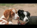 I love puppies cute Young viewers...