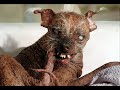 paranormal creatures 2 ( fugly)