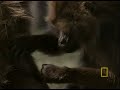 Gelada Baboons Gelada Baboons