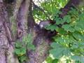 videos de Squirrel In Horse Chestnut Tree