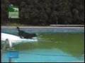 one really smart dog