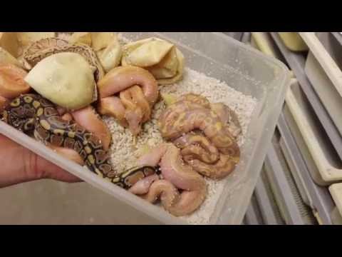 YouTube reptile video